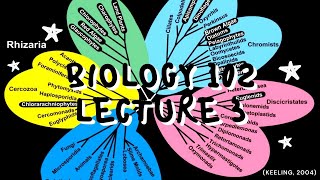Lecture 3 Taxonomy and Phylogeny of Algae