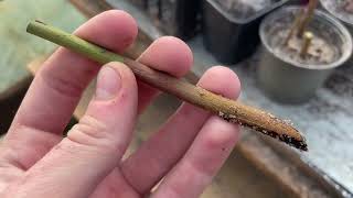 Черенкование Голубики Это Вам Не Шутки