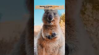 Funniest Secrets of the World's Happiest Animal | Quokka. #catmemes