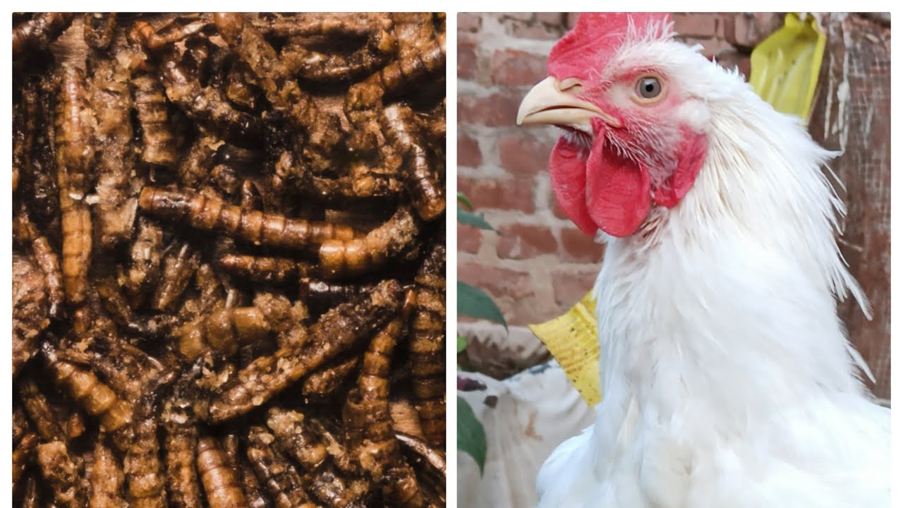 إنتاج الدود الابيض من المخلفات وطريقة صنع صندوق التربية للحصول على البروتين الحيوانى،🐔🐔