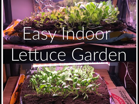 Picture of Easy Indoor Lettuce Garden - YouTube