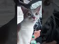 Cute But Clearly Dissatisfied Catlovers Funnycatvideo Fyp Funnycat France Cute But Clearly Dissatisfied Catlovers Funnycatvideo Fyp Funnycat France