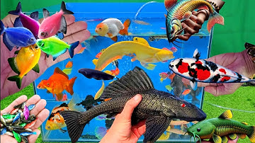 Video tổng hợp cá cảnh đẹp, vịt, vịt con, cá koi, cá trê, cá sặc, cá la hán