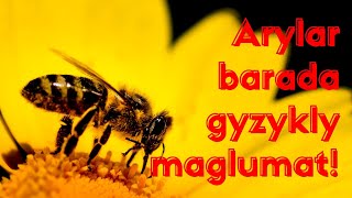 ARYLAR BARADA GYZYKLY MAGLUMATLAR