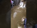 九州北部豪雨で浸水した中、走り続けた西鉄バス(2) / Berjalan banjir Bus Nishitetsu hujan deras Heavy rain typhoon Haishen