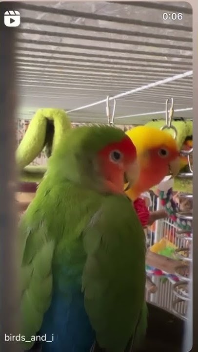 Смешные попугаи 😎🦜🦜🦜🦜 - YouTube