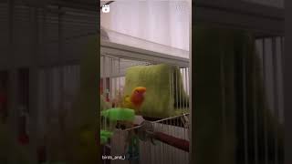 Смешные попугаи 😎🦜🦜🦜🦜