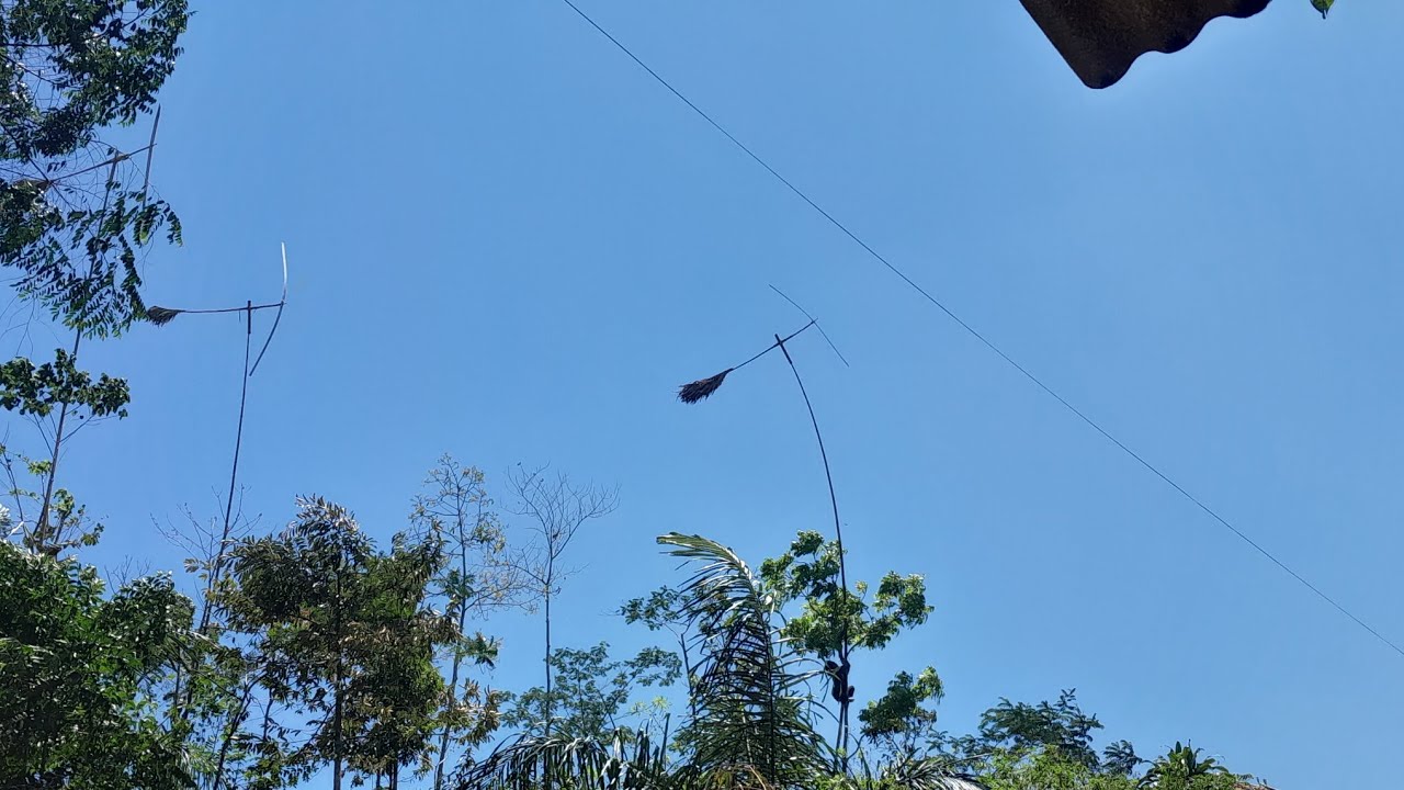 Mantap pokonamah kolecer jegur keleper ngolotrak#kolecer #kolecersunda #kolecerjegurjepat #cianjur