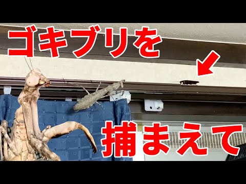 部屋に出たゴキブリの退治をカマキリに任せた結果