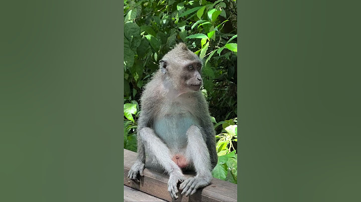 Monkey Forest   Ubud