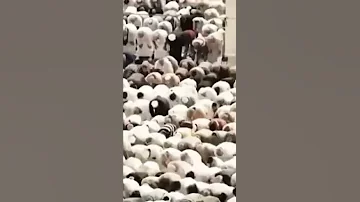 انشوده روحي روحي سيدنا النبي روحي 
