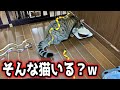 猫にヘビドッキリしたら、あり得ない行動をした