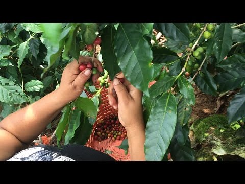 Café chiapaneco, en la elite de la producción nacional y mundial