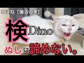 みぱねサブチャン［猫活の実］ディノ検査です・治療方針・諦めない・ディノの近況映像。