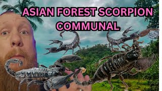 How Too ?? Asian Forest Scorpion Communal