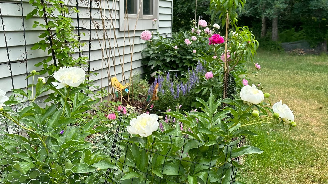 When to cut peony for long lasting vase life. Enjoy fresh cut from my