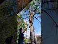 PLANTING, PRUNING, MULCHING