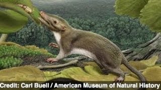 Scientist Generate Hypothetical Ancestor To Mammals