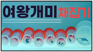 여왕개미 여기 가면 대박 - 신여왕 개미 채집기