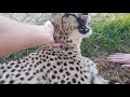 Super friendly cheetah