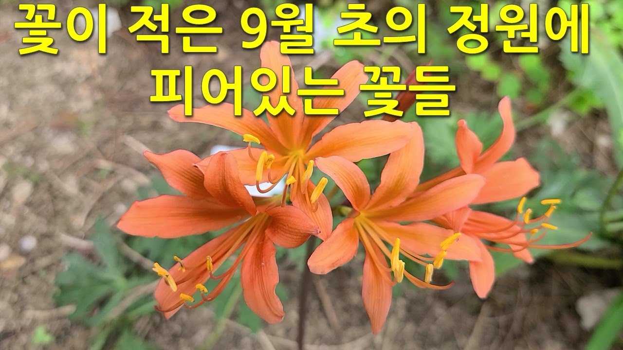 What Flowers Bloom In Early September What Flowers Bloom In Early September