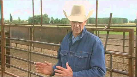 Cattle Handling - Why Low Stress?