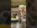 Kittens Meet a Friendly Otter While Exploring the Backyard #cute #animals #pets