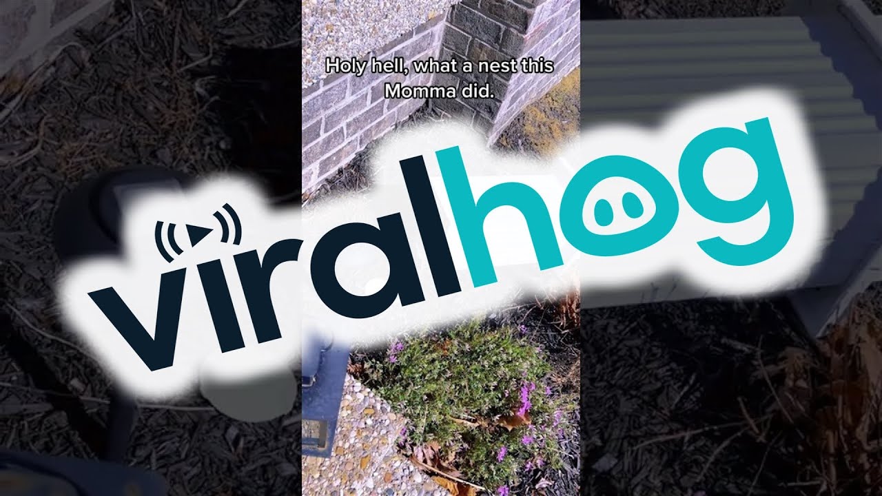 Husband Rescues Birds Nest From Porch Pillar || ViralHog