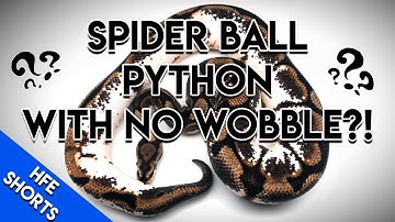 The Perfect Spider Ball Python?