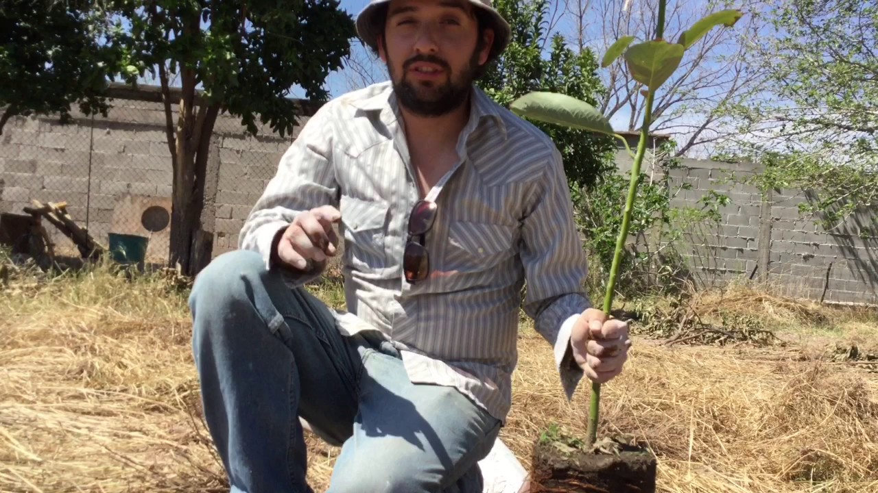 Como Plantar Arboles Frutales 2025/paso a paso / Manos de Tierra