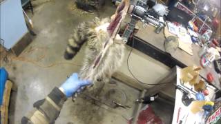 Professional Fur Handling, Raccoon- Part 1 Skinning