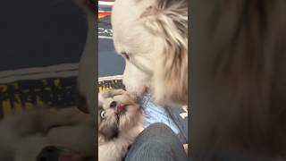 Bliss and Cloud socializing with Kobe the Shih Tzu pup meets