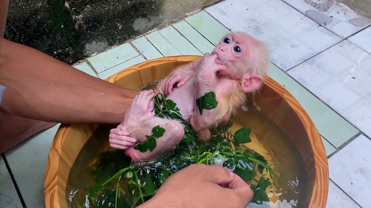 Dad uses herbal leaves to bathe baby monkey Annie so her skin doesn't itch