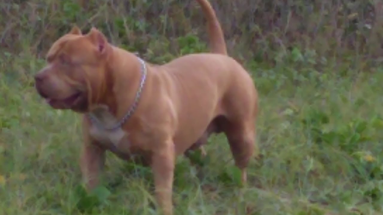 Passeio com os PitMonster - Ride with the PitMonster - YouTube