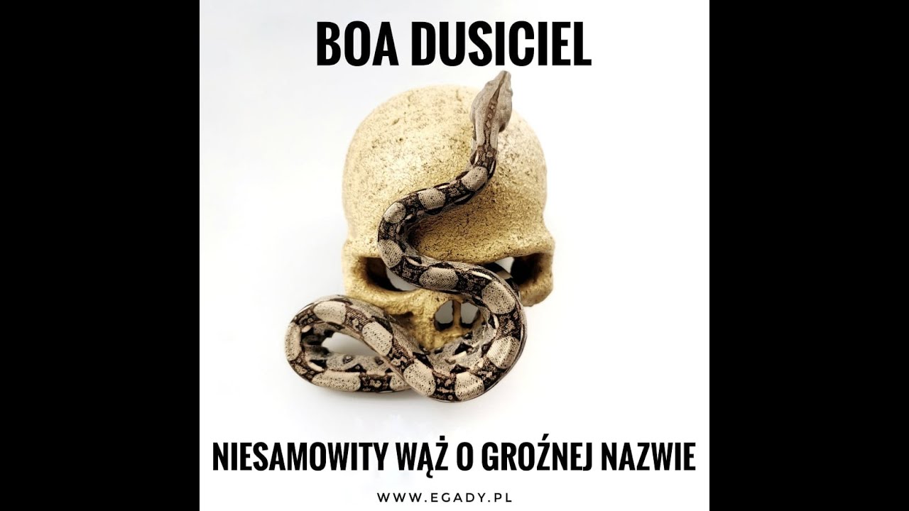 Boa dusiciel, niesamowity wąż o groźnej nazwie EGADY.PL