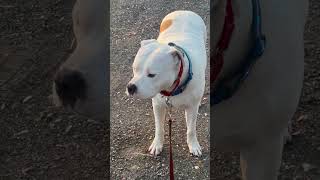 Bear bear time to go to school #countryliving #americanbully #doggielife #doggie #dogdaddy #dog