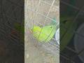 Tote ki Sundar awaaz #cute #parrot #bird