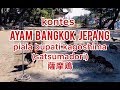 kontes ayam bangkok jepang　薩摩鶏品評会