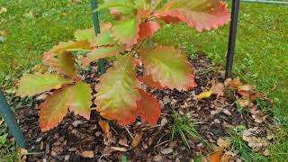 Quercus prinus dub košíčkatý