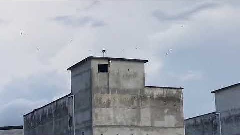 YSC Swiftlet Farm Hexa