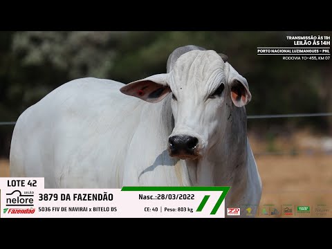 LOTE 42