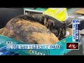 貓貓立大功　派出所「所貓」化身保母、安撫走失女童