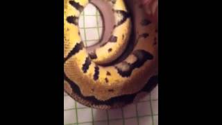 Famous 2013 ball python collection Wealth