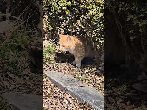 잠을 잘 못잔 몰골과 눈빛을 하고있는 예민해 보이는 길고양이 - cat 🐈