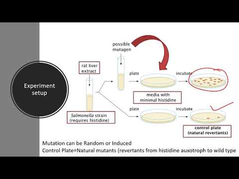 Wideo: Jaki jest cel roztworu biotyny histydyny w teście Amesa?