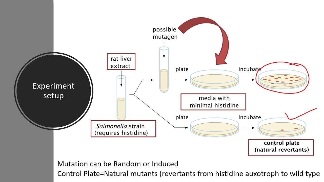 ames test for the detection of potential mutagen youtube ames test
