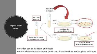 Download Ames Test For The Detection Of Potential Mutagen Video MP3 Ames Test For The Detection Of Potential Mutagen