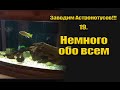 Заводим Астронотусов!!! 19. Немного обо всем.