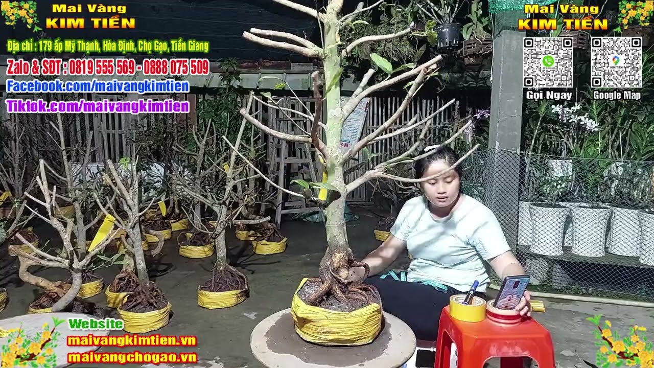 Phôi Mai Thủ Đức Giá Rẻ Bao Ship Bao Sống Toàn Quốc - Mai Vàng Kim Tiền Chợ Gạo