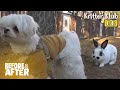 The Rabbit Is Stalking All The Dogs In The Town... Why? I Before &amp; After Ep 107